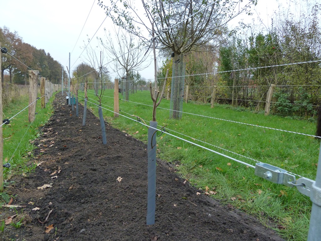 Fruithaag aanleggen; Planten fruitbomen
